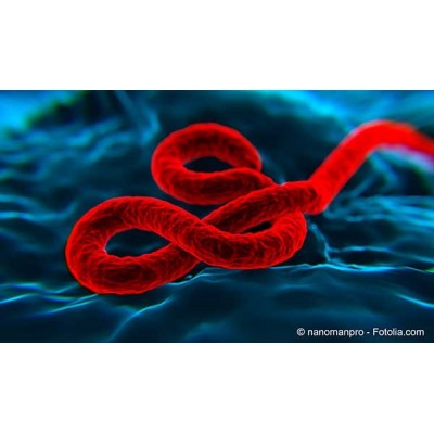 Les conséquences de l’Ebola ont été sous-estimées en toute connaissance de cause