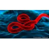 Les conséquences de l’Ebola ont été sous-estimées en toute connaissance de cause