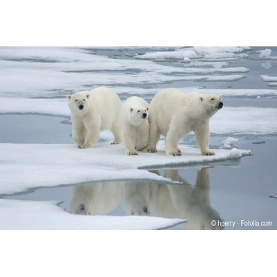 L’ours blanc est la première victime recensée du réchauffement climatique